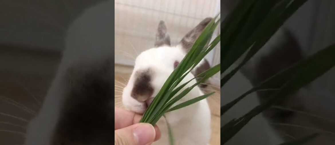 Cute rabbit eating grass Cute rabbit eating grass