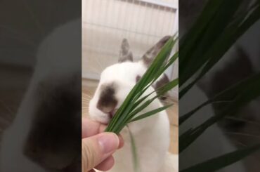 Cute rabbit eating grass