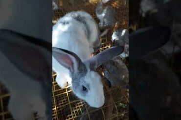 cute rabbit