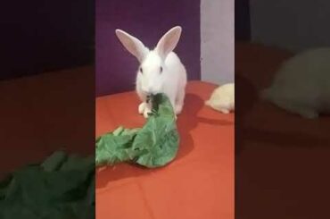 cute Rabbit eating video...
