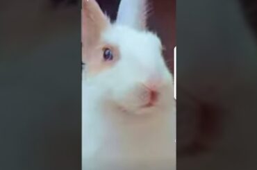 cute rabbit #short video #