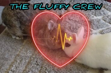 Cute Rabbits | Gizmo and Lily Rabbit | The Fluffy Crew