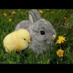 ||Cute Rabbit||funny Rabbit||sweet bunny||