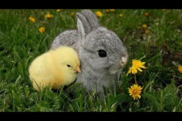 ||Cute Rabbit||funny Rabbit||sweet bunny||