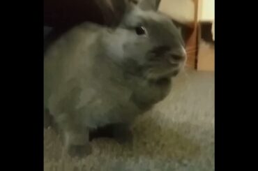 Cute rabbit being curious #rabbit