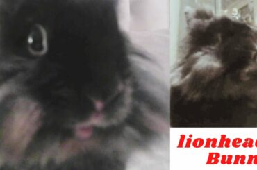 Binky bunny eats supper / rabbit eating /cute bunny eats /cute rabbit