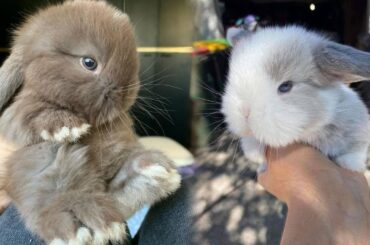 Cute Bunnies Doing Funny Things | Cute Bunny Rabbit