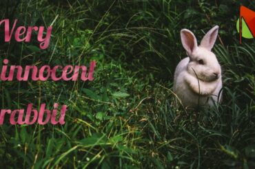 Wild Rabbit | Forest Rabbit | Pet Rabbit | Cute Rabbit | Honest Rabbit |