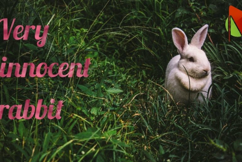 Wild Rabbit | Forest Rabbit | Pet Rabbit | Cute Rabbit | Honest Rabbit |