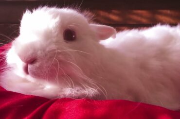 Funny and Cute Rabbit Videos