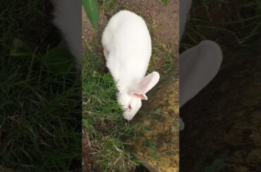 cute rabbit