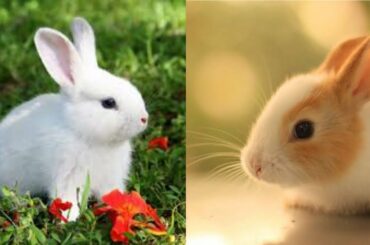 #shorts #Rabbit #cuterabbit            ||cute rabbit video and fact | MY WORLD ||