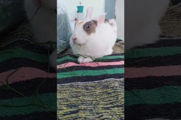 My cute rabbit | Pet Rabbit