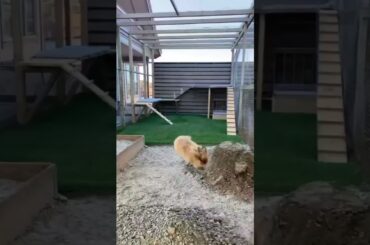 Funny Cute Rabbit || Pets Rabbit || Pets Animals Town || Animal Haus || #shorts
