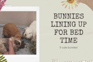 Cute Bunny Routine