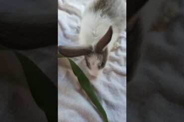 cute bunny