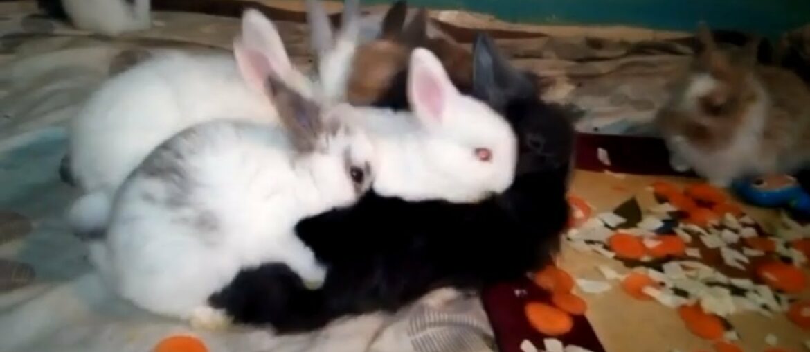 Cute Rabbit Bunnies Filling Hot (Rabbit and Bunny) Cute Rabbit Bunnies Filling Hot (Rabbit and Bunny)