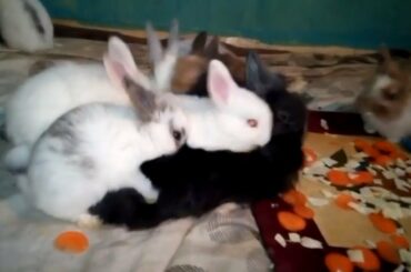 Cute Rabbit Bunnies Filling Hot (Rabbit and Bunny)