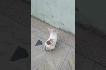 My Cute Rabbit | Pet Rabbit #shorts