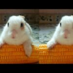 Funny and cute Bunny baby rabbits vedios/Muyal valarpu/part-1/@Chennai Mottai Maadi kozhi valarpu
