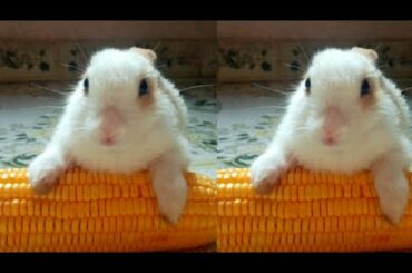 Funny and cute Bunny baby rabbits vedios/Muyal valarpu/part-1/@Chennai Mottai Maadi kozhi valarpu