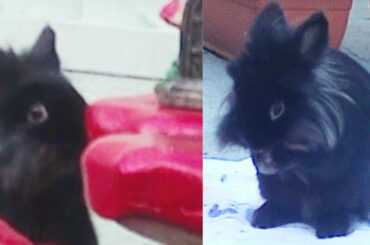 rabbit play day / cute bunny play / funny rabbit / Binky bunny /Binky's Way Day