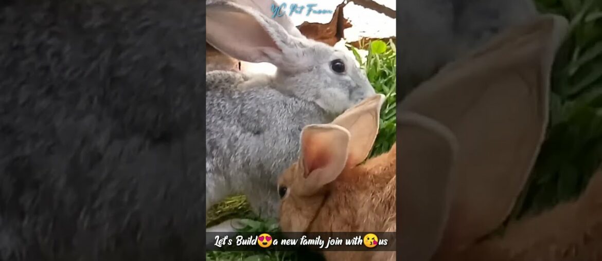 Cute Rabbit Eating Green Leaves |YC Pet Farm|#shorts #rabbit Cute Rabbit Eating Green Leaves |YC Pet Farm|#shorts #rabbit