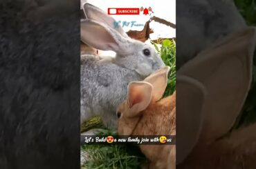 Cute Rabbit Eating Green Leaves |YC Pet Farm|#shorts #rabbit