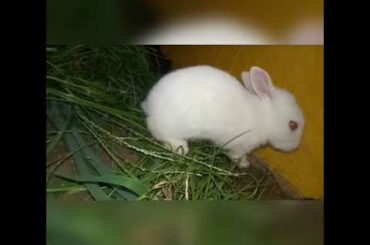 Dekho kaise sota hai babu #short #shorts #rabbit #cute #rabbit