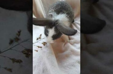 cute rabbit