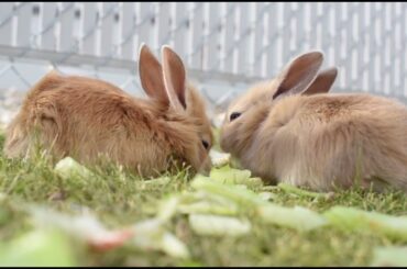 cute dog # cute animal #cute rabbit