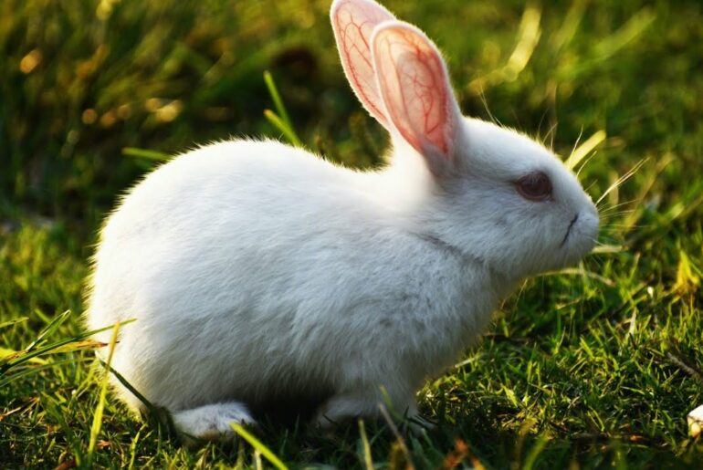 cute rabbit ! rabbit ! rabbit sound ! rabbit video ! funny rabbit ! rabbit baby  #rabbitvideo #short