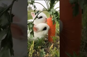 cute rabbit eating carrot