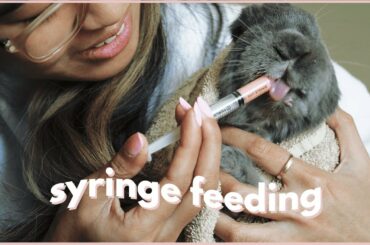 How to give your rabbit medicine *tips for squirmy rabbits*