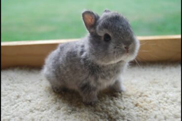 Cute baby bunny walk thru the house