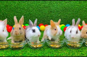 6 funny bunnies eat from plates