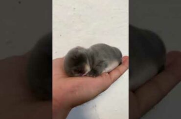 OMG, Very Cute Baby Rabbit #3 #shorts #shortsvideo