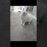 My Cute Rabbit || Pet Rabbit