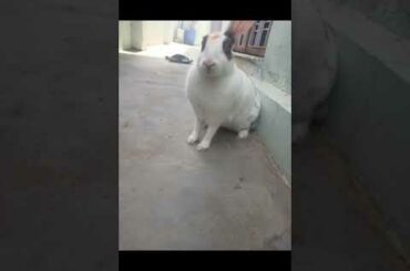 My Cute Rabbit || Pet Rabbit