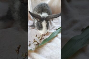 cute rabbit