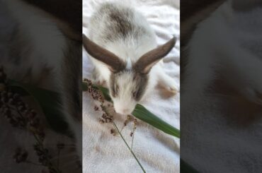cute bunny