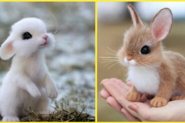 Cutes Animals 5.0M | Cute baby Rabbit Videos Cutest moment of the Rabbit | Cute Rabbit | Cute Animal
