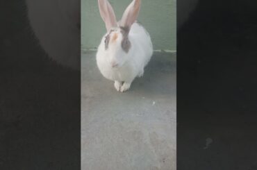 My cute rabbit | Pet Rabbit