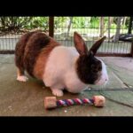 Cute Rabbit Plays With Rope Toy