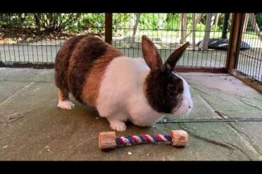 Cute Rabbit Plays With Rope Toy