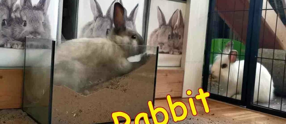 Funny and Cute Baby Bunny Rabbit Videos | Cute Creatures | White & Brown Rabbit | Funny and Cute Baby Bunny Rabbit Videos | Cute Creatures | White & Brown Rabbit |