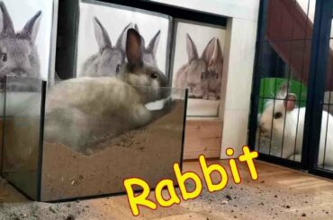 Funny and Cute Baby Bunny Rabbit Videos | Cute Creatures | White & Brown Rabbit |