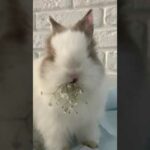 Cute rabbit-Cutest moment of the Animals #shorts