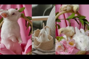 #short cute bunny hide ! old memories ! rabbit video funny ! fun with rabbit ! rabbit #rabbitvideo