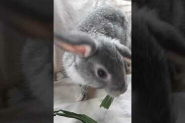 cute rabbit